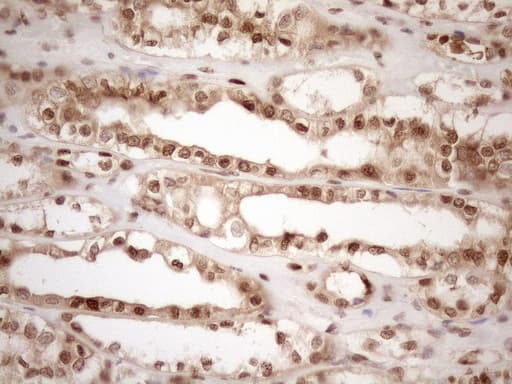 MGMT Antibody (clone OTI10H9, Carrier-free)