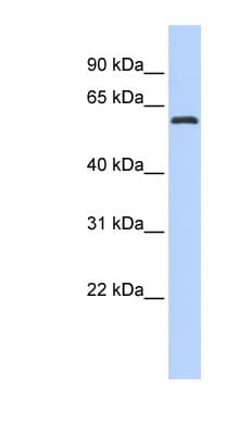 Polyclonal Rabbit anti-Human ARID3A / DRIL1 Antibody (N-Terminus, WB)