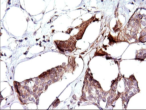 SPHK / SPHK1 Antibody (clone OTI1A6, Carrier-free)