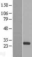 Human PDF / PLAB Protein (Over-Expression Lysate Myc-DDK (Flag))