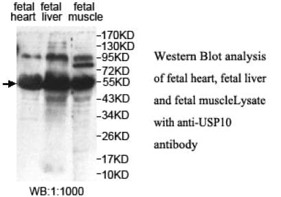 DUSP10 / MKP5 Antibody (aa288-482)