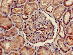 FOXQ1 Antibody