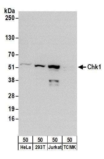 CHEK1 / CHK1 Antibody (aa250-300)