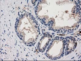 Monoclonal Mouse anti-Human ARFGAP1 Antibody (clone OTI1F6, IHC, IF, WB)