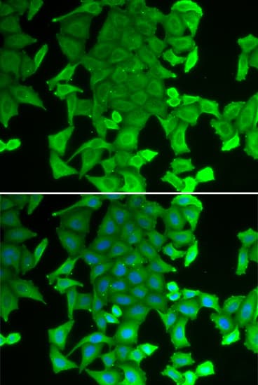 RFFL Antibody