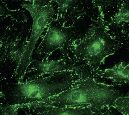 IHC-plus™ GJA1 / CX43 / Connexin 43 Antibody (C-Terminus)