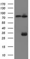 MYD88 Antibody (clone OTI1B8)