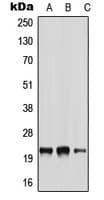 NRSN2 Antibody (Internal)