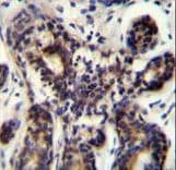 Polyclonal Rabbit anti-Human NBPF8 Antibody (aa30-58, IHC, WB)