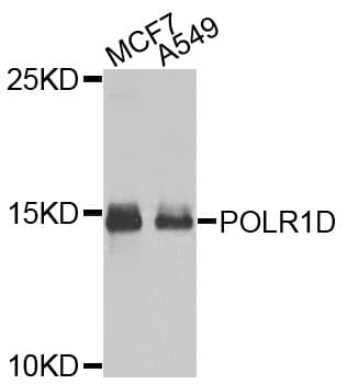 Polyclonal Rabbit anti-Human POLR1D Antibody (IF, WB)