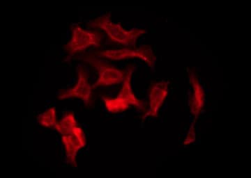 Polyclonal Rabbit anti-Human OR8J1 Antibody (IF, WB)