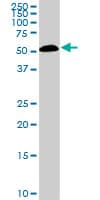 Monoclonal Mouse anti-Human SMAD1 Antibody (clone 2A1, IF, WB)