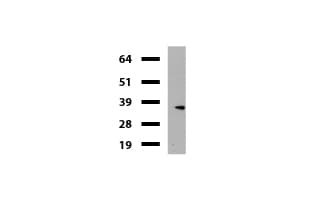 KLK8 / Kallikrein 8 Antibody (clone UMAB84, Carrier-free)