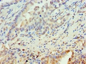 PAX6 Antibody (aa1-300)