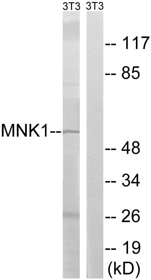 MKNK1 / MNK1 Antibody (p255)
