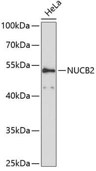 NUCB2 / Nucleobindin 2 Antibody