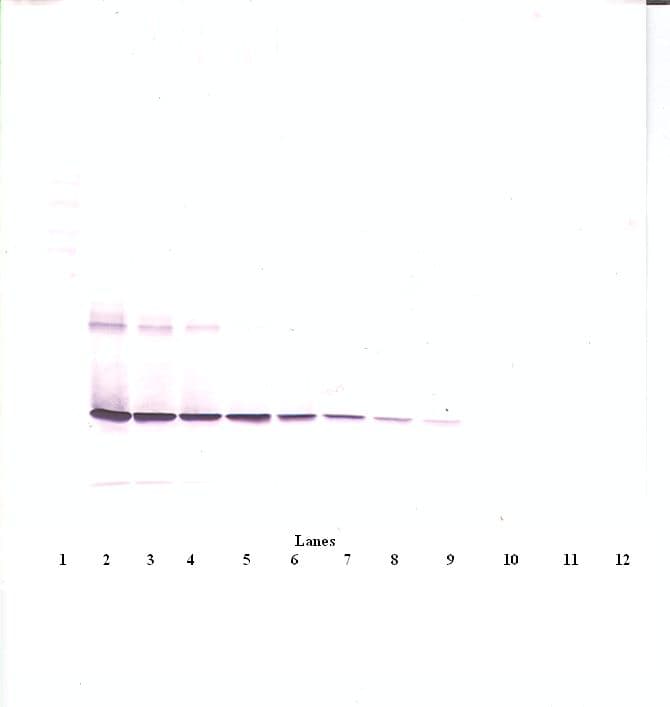 IHC-plus™ CNTF Antibody