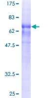 Human WDFY3 / ALFY Protein (Recombinant GST)