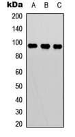 BCL6 Antibody (Internal)