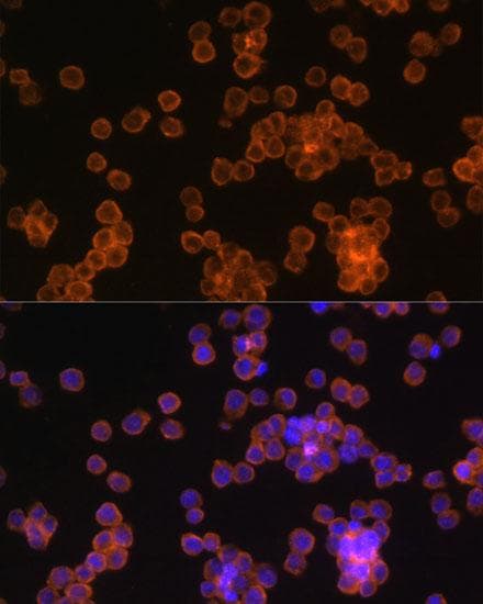 CD44 Antibody