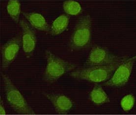 SMAD2 Antibody