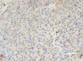 PMM1 Antibody (aa2-262, Biotin)