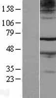 FAM71A Protein (Over-Expression Lysate Myc-DDK (Flag))