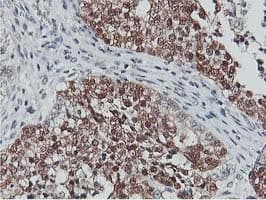 COASY Antibody (clone OTI3B3)
