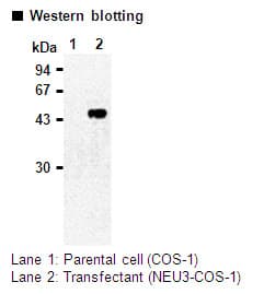 NEU3 Antibody (clone 11B)