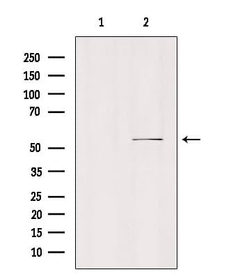 SLC16A5 / MCT5 Antibody