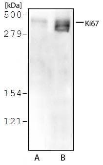 MKI67 / Ki67 Antibody (DY488)
