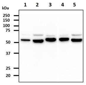 PDIA3 / ERp57 Antibody (clone AT9E9)
