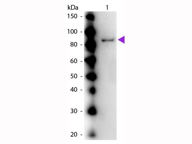Polyclonal Rabbit anti-Jack bean Urease Antibody (Lyophilized, WB)