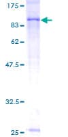 Human ADCK3 / CABC1 Protein (Recombinant GST)