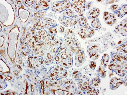 PECAM-1 / CD31 Antibody (clone UMAB30)