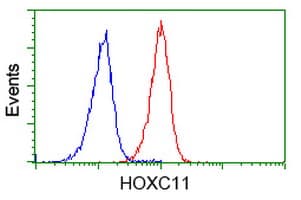 HOXC11 Antibody (clone OTI4B8)