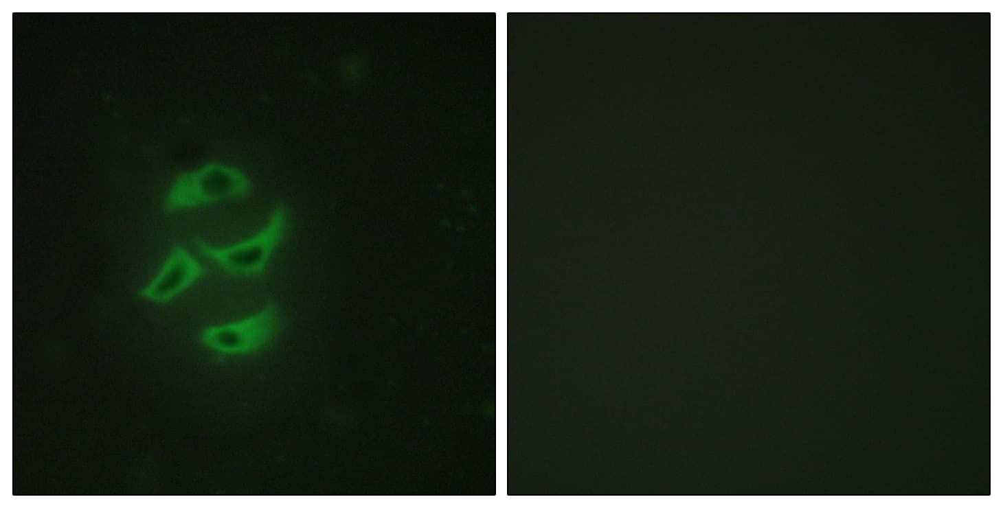 CYP2J2 Antibody (aa231-280)