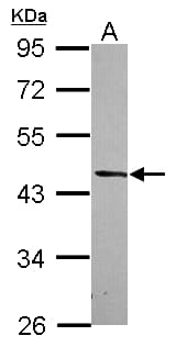 DRG2 Antibody