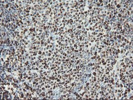 SAMHD1 Antibody (clone OTI1A1, Carrier-free)