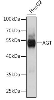 AGT / Angiotensinogen Antibody