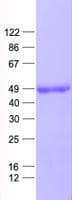 Human WDR77 / MEP50 Protein (Recombinant His, N-Terminal)