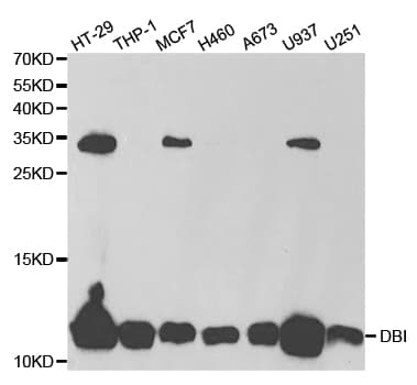 DBI / ACBD1 Antibody