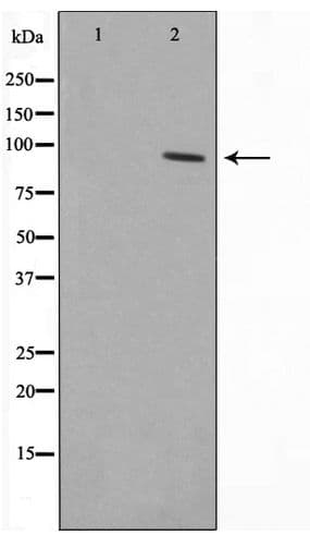 ZNF337 Antibody