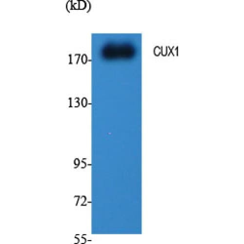 CUX1 / CASP Antibody (10-90 aa, N-terminal)