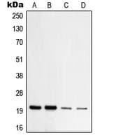 TOMM20 Antibody (Internal)
