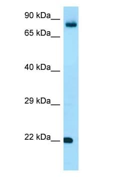 FGF18 Antibody (aa118-167)