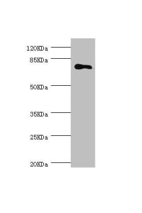 MGAT / GLYT1 Antibody
