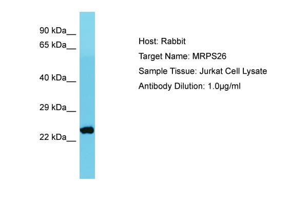 MRPS26 Antibody (aa105-154)