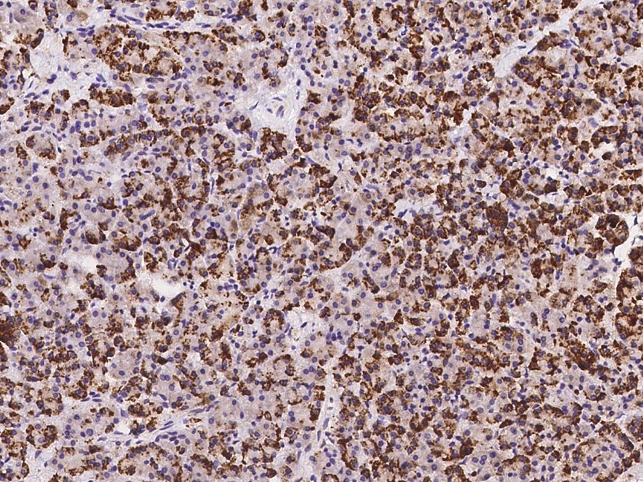 C9orf163 Antibody