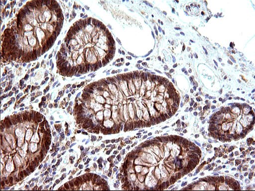 EMC8 / COX4NB Antibody (clone OTI1D6)